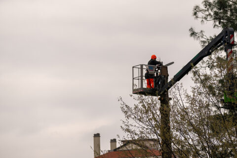 worker pruning tree